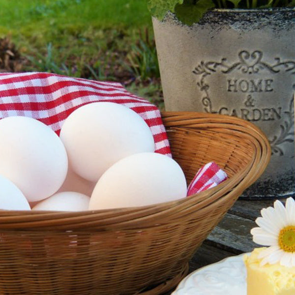 Eggs, milk and chees on a wood table in nature