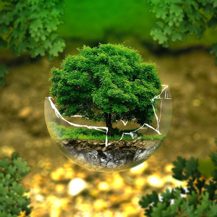 Small green tree in a broken glass
