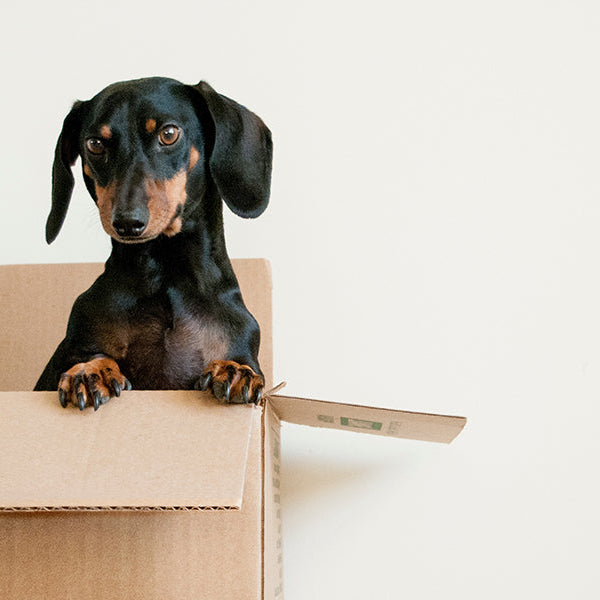 Black puppy coming out of a box