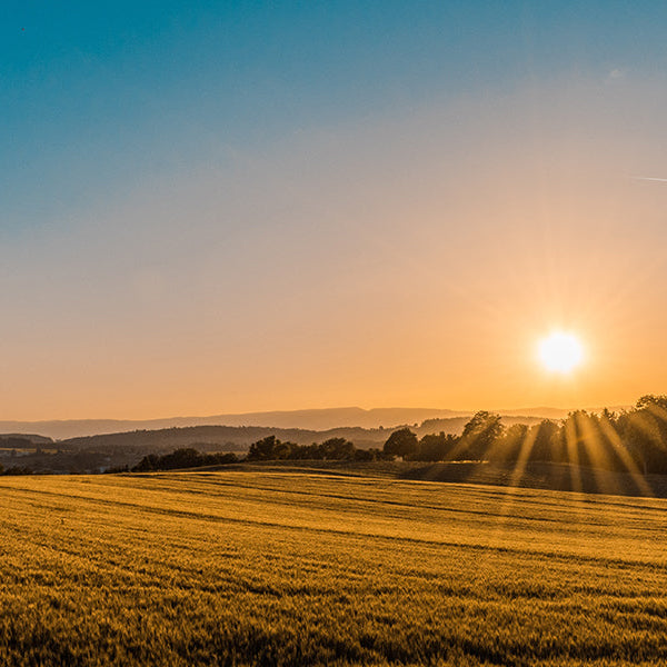 Sunset on a yellow country field