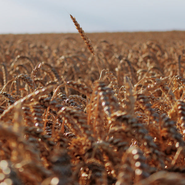 Field full of wheat over a blue ski