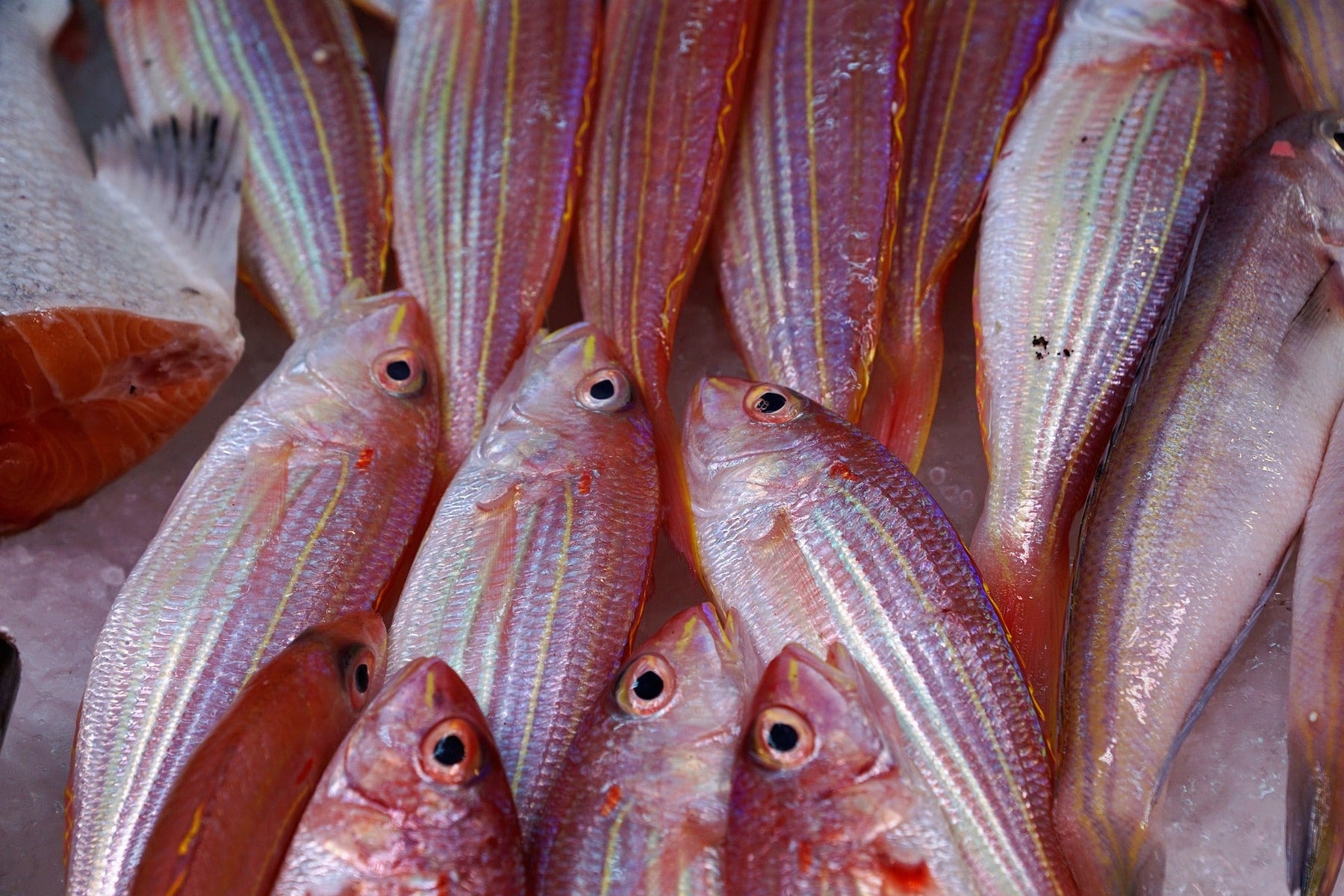 Red fish laying on the floor