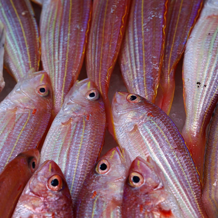 Red fish laying on the floor