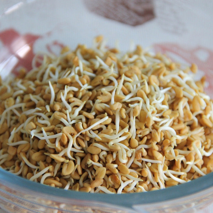 Sprouts in a bowl of glass
