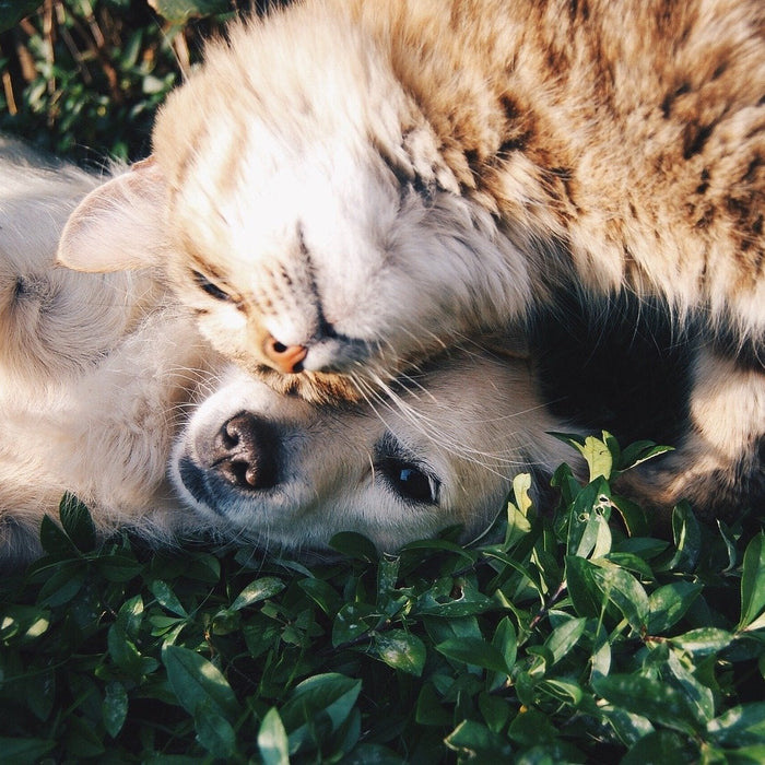 A dog laying on grass and a cat touching his head