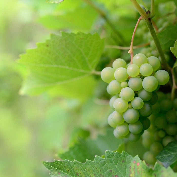 Green grapes over a vine with green leaves