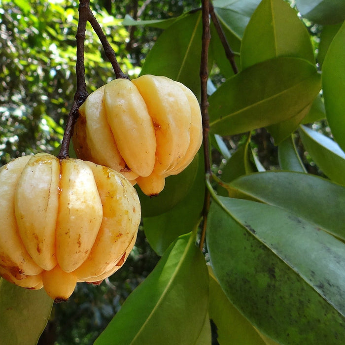 Garcinia Cambogia fruit in tree with green leaves