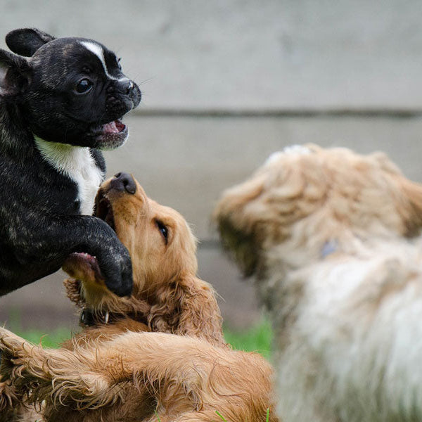 Three puppies playing together outside