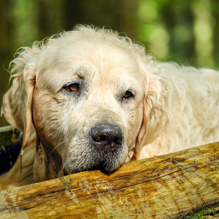 Old golden retriever in the sun
