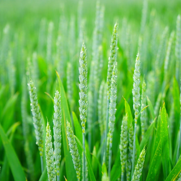 Green field