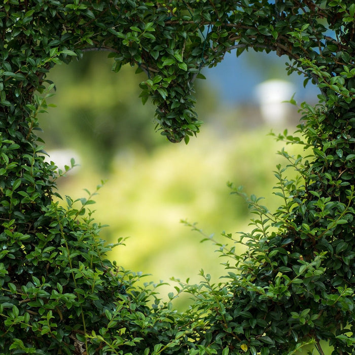 Bush with heart shaped heart