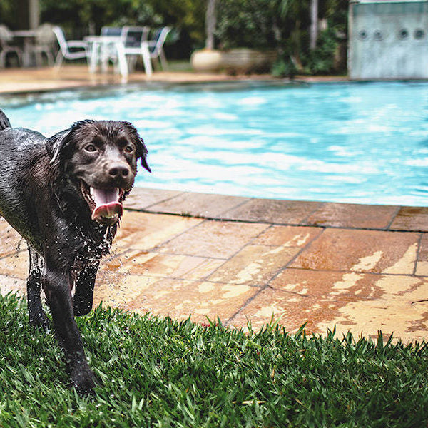 Black dog in the grass next to a pool