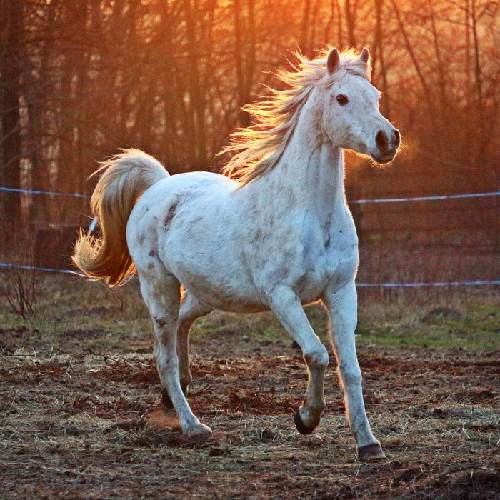 Beautiful white horse running near a fence