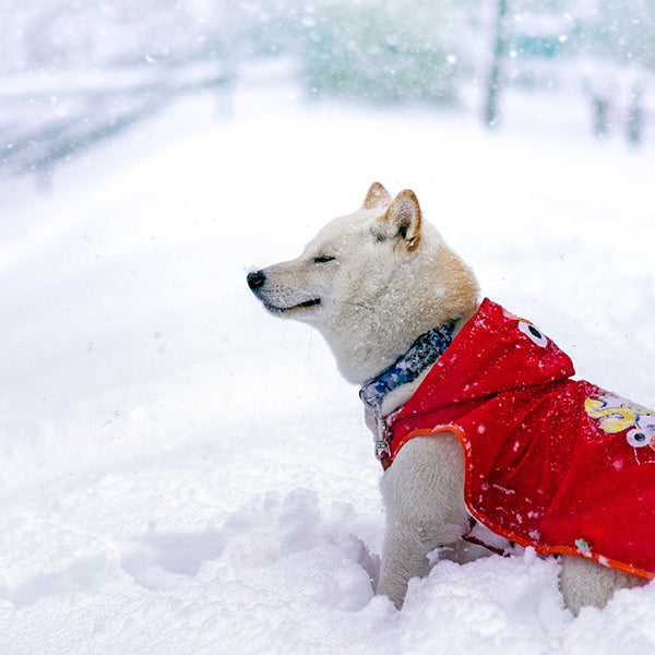 Dog wearing a red vest over a land full of snow