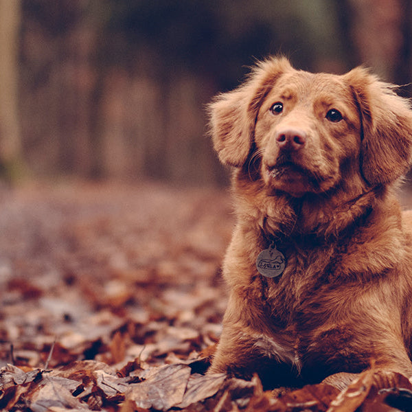 Brown dog in the forest during a day of autumn