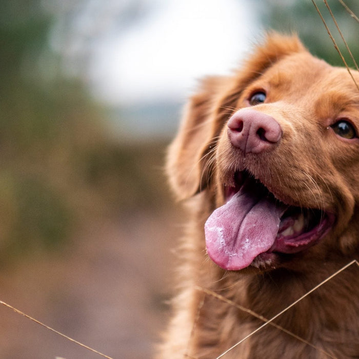 Happy brown dog on a country road