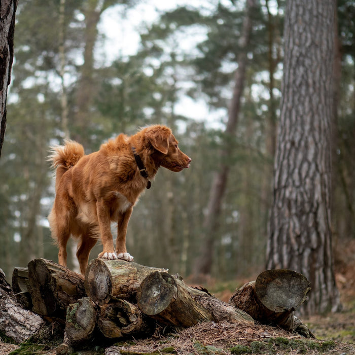 Brown dog wondering in the forest