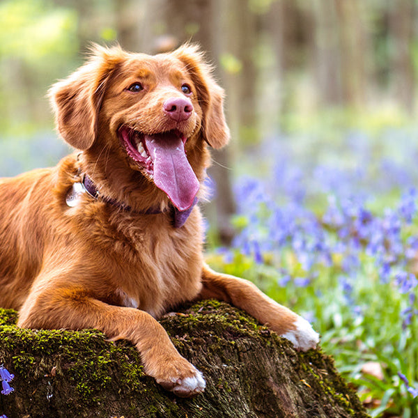 Happy dog laying on a piece of wood in the forest
