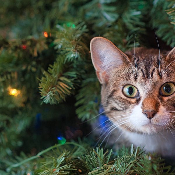 Cat coming out of a Christmas tree