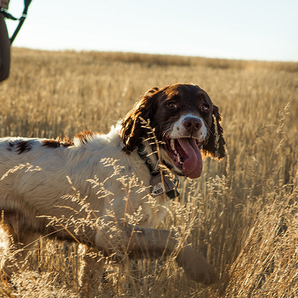 Happy dog walking through a field