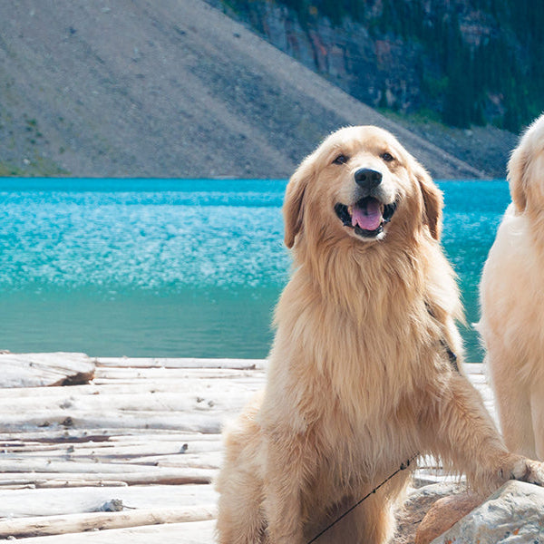 Two happy dogs next to a blue lake in the mountains