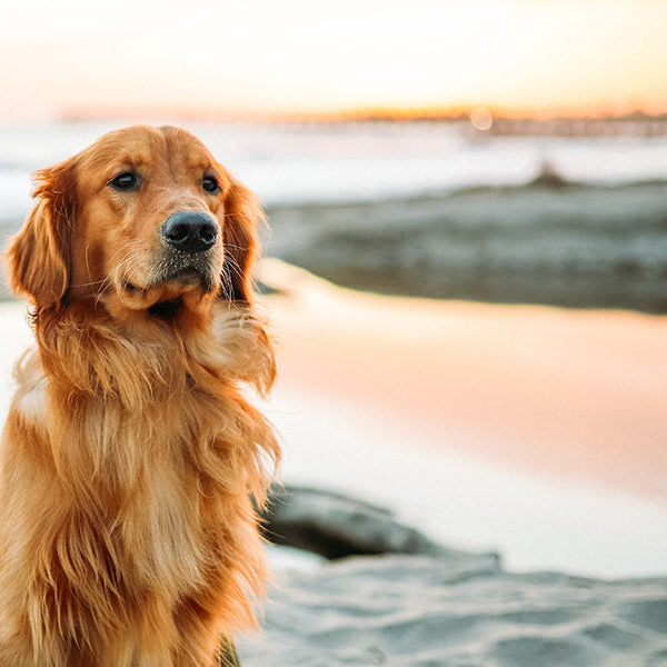 Serious dog on a beach next to the ocean