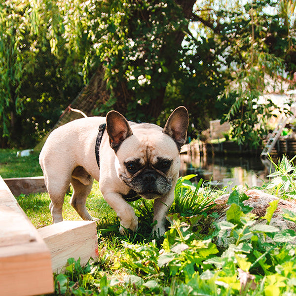 Grey puppy pug walking through grass and flowers