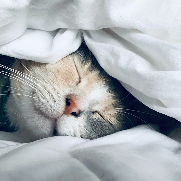 Cat sleeping calmly in a bed