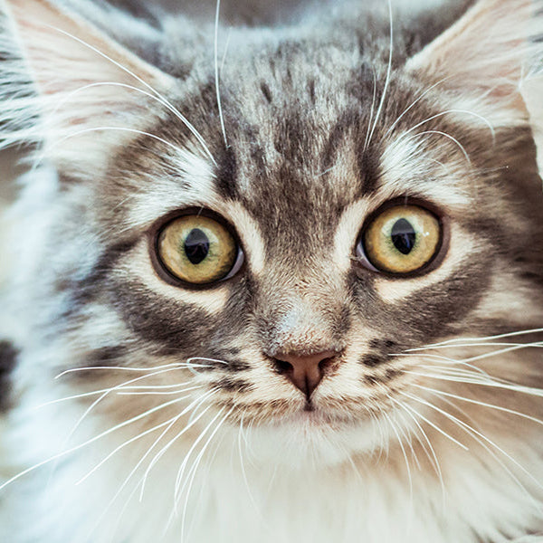Beautiful cat with big eyes opened covered by paper