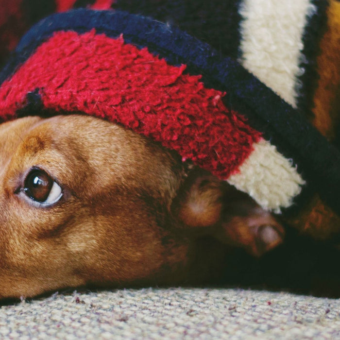 Cute dog with Christmas hat looking up