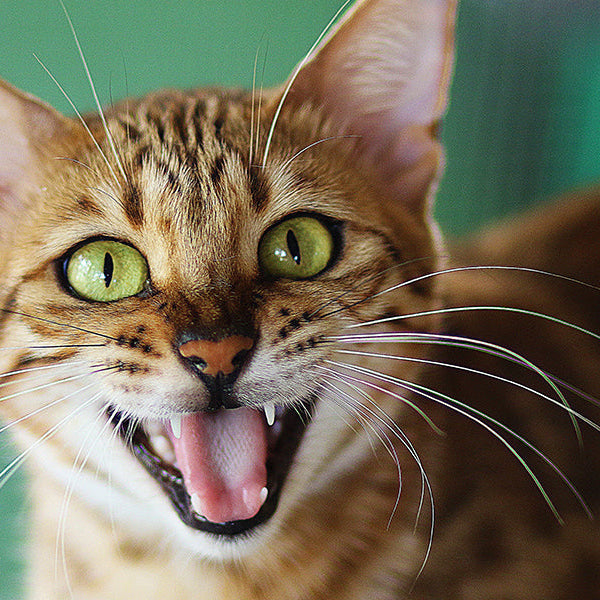 Cat looking at the camera meowing