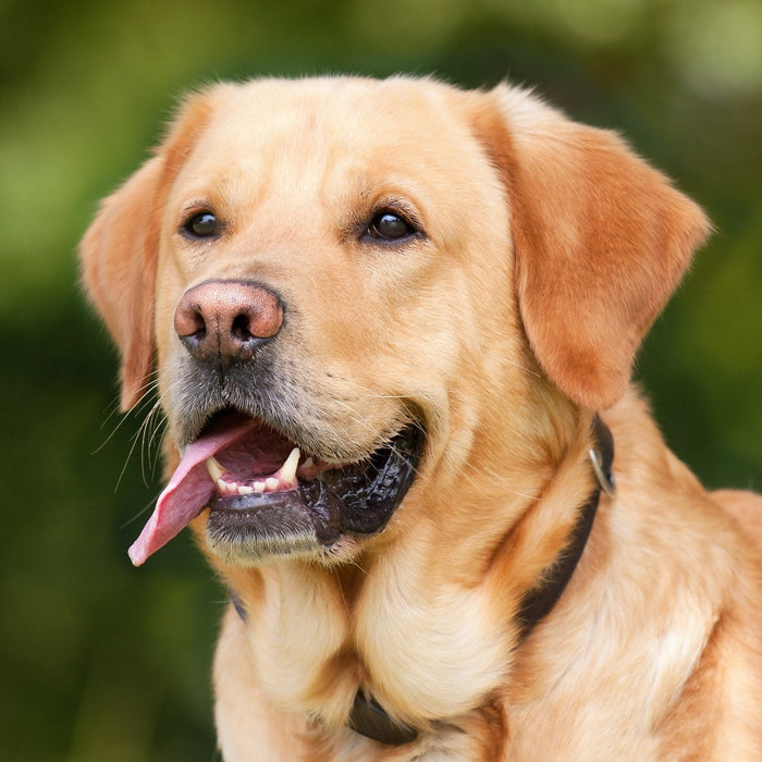Brown labrador with tongue in nature