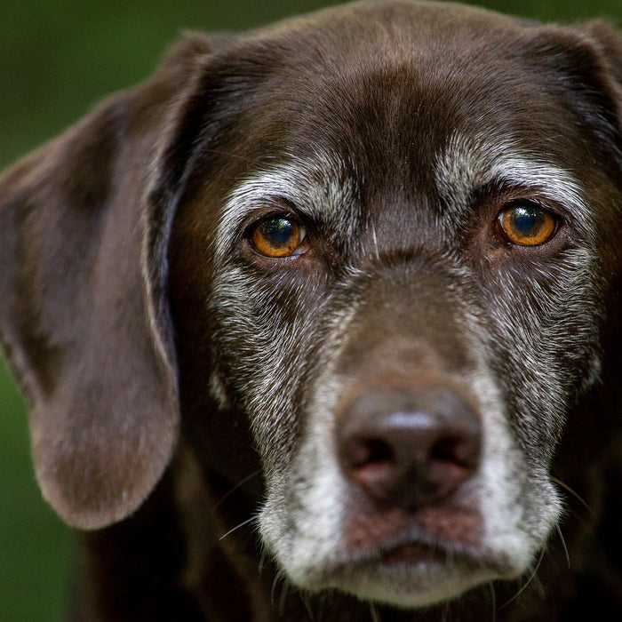 Labrador retriever looking seriously at the camera