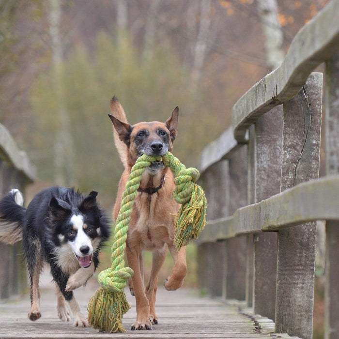 Two happy dogs running next to a fence