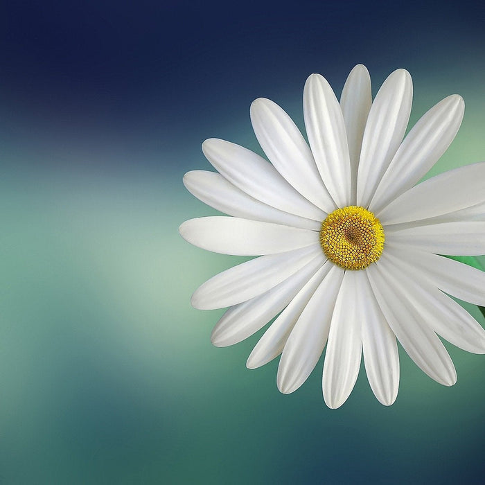 Beautiful white marguerite flower