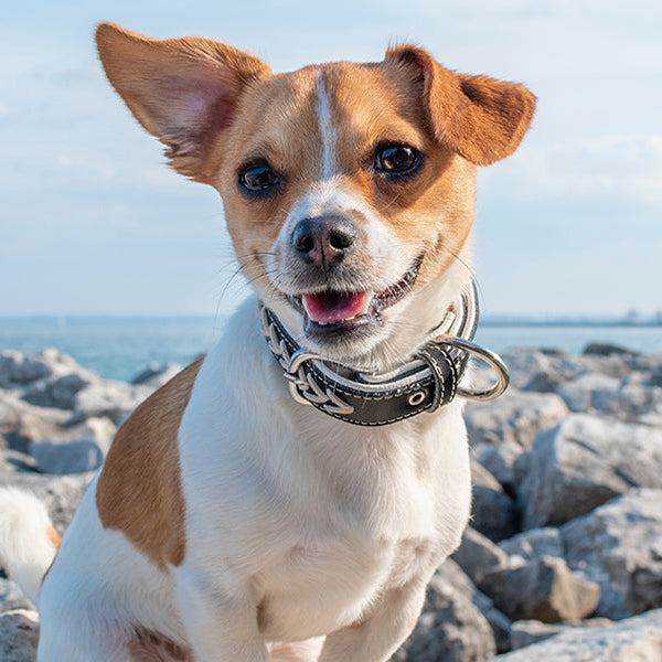 Happy dog over a rocky field next to the ocean
