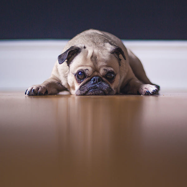Puppy pug with his face on the ground
