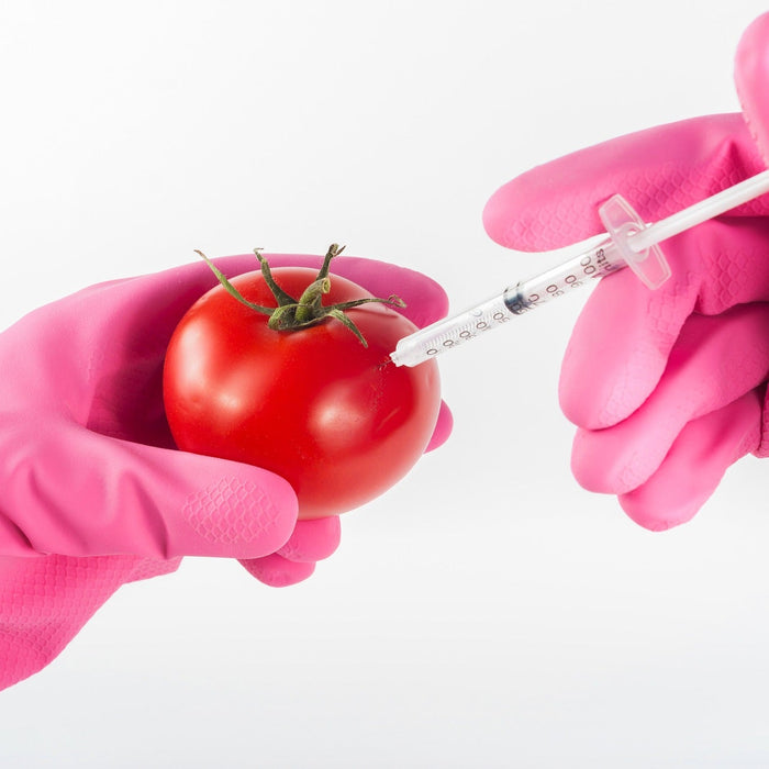 Person with pink gloves injecting liquid into a tomato