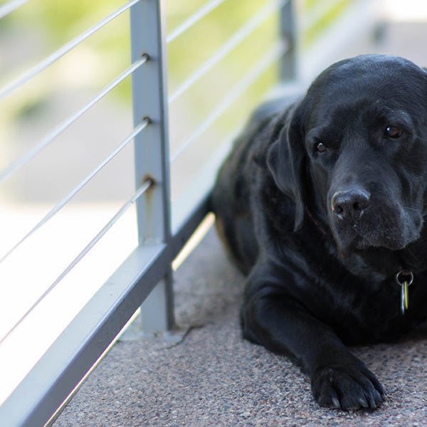 Black dog on a balcony looking down