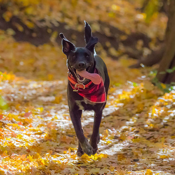 Black dog with a red scarf running down an alley full of autumn leaves