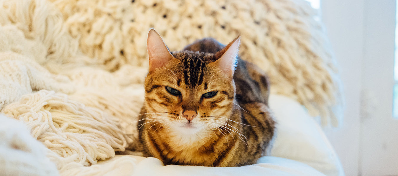 Sleepy cat laying in the bed