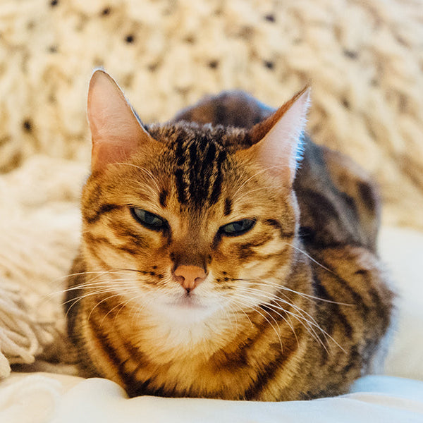 Sleepy cat laying in the bed