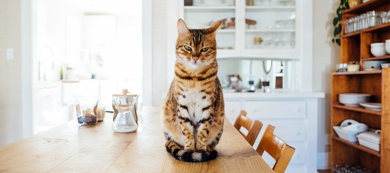 Serious cat on the table looking at the camera
