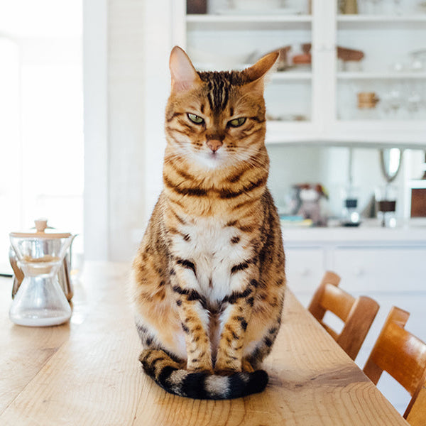 Serious cat on the table looking at the camera