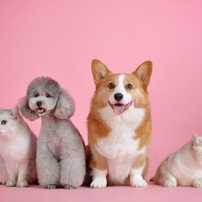 Four dogs freshly groomed in front of a pink background