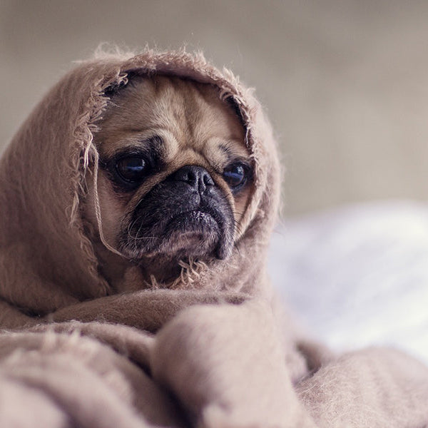 Puppy pug covered in a blanket