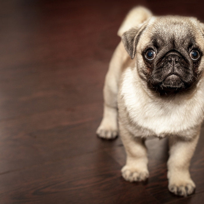 Grey pug puppy over a wooden floor