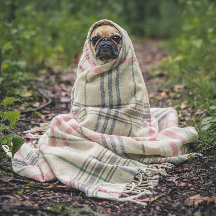 Cute pug covered in a blanket with only the face revealed