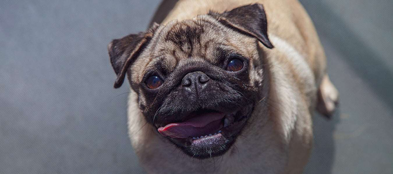 Grey pug walking with his tongue out