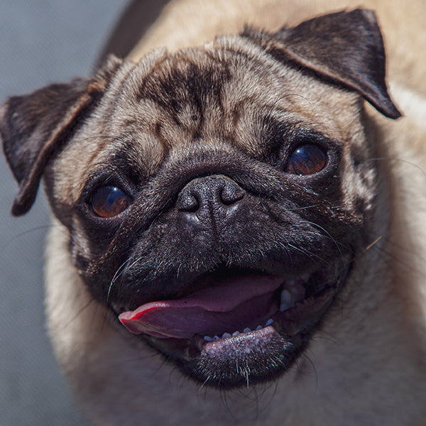 Grey pug walking with his tongue out